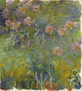 Agapanthus，1914-26